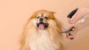 The Science Behind Pet Hair and Lint Removal: Why It Matters More Than You Think