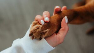Cherish Your Furry Friend Forever with Custom Paw Print Products